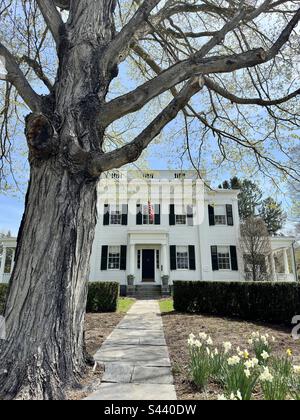 Old Lyme, Connecticut, USA: Wunderschönes altes weißes Haus mit großem Baum davor. Auf dem Weg zum Haus sind Narzissen. 1830 erbaut. Stockfoto