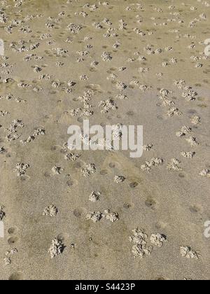 Ausgießungen und Blaslöcher von Lugworm (Arenicola Marina) an einem walisischen Strand. Stockfoto
