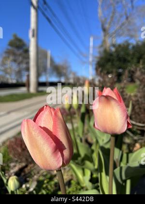 Der Frühling ist in Halifax! Stockfoto