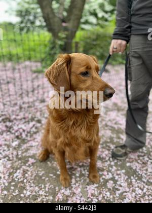 Golden Retriever Welpe sitzt in der Kirschblüte im Park. Stockfoto