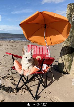 Daisy, die Chihuahua, genießt den Strand Stockfoto