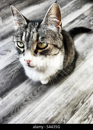 Gestreifte Hauskatze mit hellgrünen Augen Stockfoto