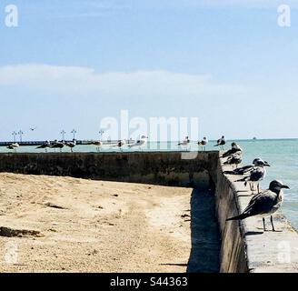 Eine Reihe Möwen an einer Wellenbrecherwand. Stockfoto