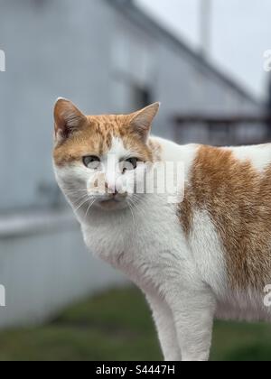 Zu Hause ist meine Katze. Stockfoto