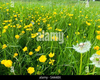 Eine Fläche, auf der Flöhe mit langem Gras, Butterblumen und Löwenkernen wachsen können. Stockfoto