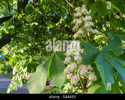 Blumen auf einem Kastanienbaum Stockfoto