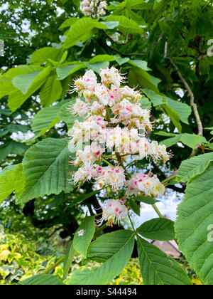 Blumen auf einem Kastanienbaum. Stockfoto