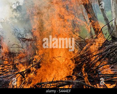 Holz brennt mit hoher Flamme Stockfoto