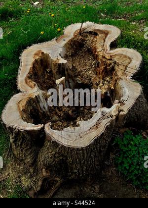 Insektenschäden an einem Hartholzbaum. Termiten haben es ausgehöhlt. Trump ist noch unter der Erde. Halifax. Kanada. Frühling. Stockfoto