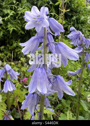 Nahaufnahme von Gemeiner Blauzunge (Hyacinthoides non-scripta) im englischen Garten Stockfoto