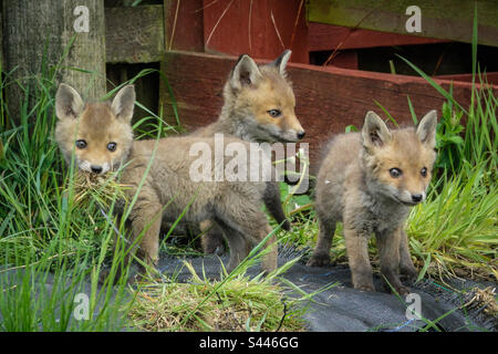 Urban Foxes: Junge Fuchsjungen spielen in einem Vorstadtgarten in Clarkston, Schottland Stockfoto