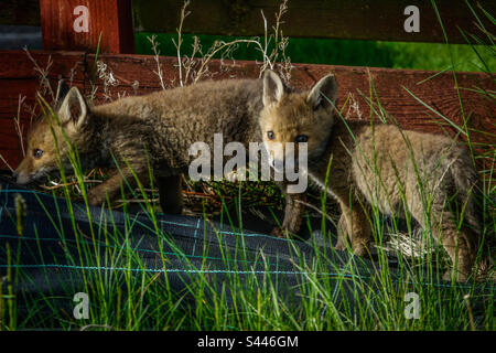 Urban Foxes: Junge Fuchsjungen spielen in einem Vorstadtgarten in Clarkston, Schottland Stockfoto