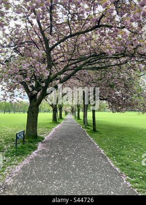 Cherry Blossoms auf dem Boys Brigade Walk in The Meadows, Edinburgh, Schottland Stockfoto