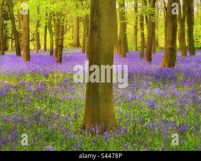 Eine Szene aus British Woodland mit einem Teppich aus Blütenbluebell (Hyacinthodes non-scripta)-Blumen. Ein klassischer und ikonischer Blick auf die Frühlingslandschaft, der auf der ganzen Welt sehr beliebt ist. Foto ©️ COLIN HOSKINS. Stockfoto