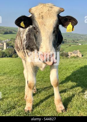 Bullock steckt Zunge in seine Nase, während er an einem warmen Sommerabend in Abbotsbury, Dorset, England, auf einem grünen Feld steht Stockfoto