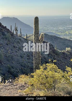 Saguaro-Wächter auf Bergkämmen, beleuchteter Kreosotenbusch in Blüte, frühmorgendliches Licht, Phoenix Mountains Preserve, Sonora-Wüste, Arizona Stockfoto