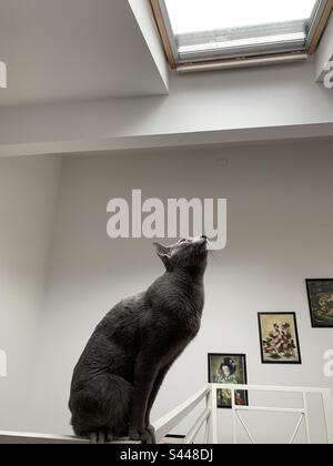 Russische blaue Katze, die auf dem Geländer sitzt und den Regen aus dem Dachfenster sieht. Stockfoto