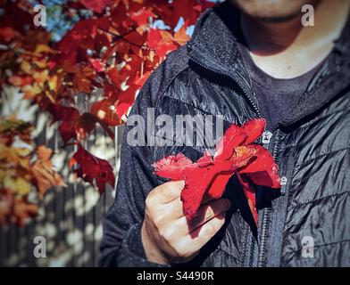 In der Mitte der Hand halten sie rote Herbstblätter gegen Herbstblätter auf Bäumen, blauen Himmel und weißen Lattenzaun. Herbstthema. Blattfarbe im Herbst. Farbkontrast. Stockfoto