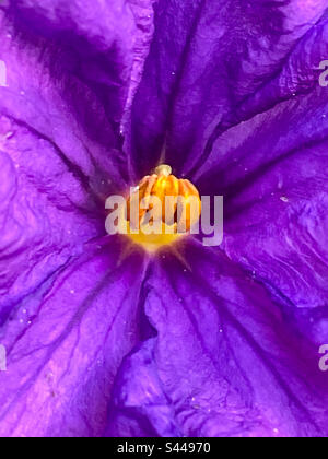 Kartoffelweinblüten-Nahaufnahme Stockfoto