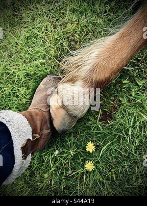 Eine Verbindung zwischen Pferd und Mensch Stockfoto