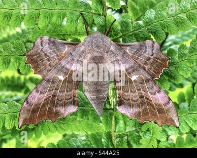 Pappelhawk Motte (Laothoe Populi), die auf einem Farn ruht Stockfoto