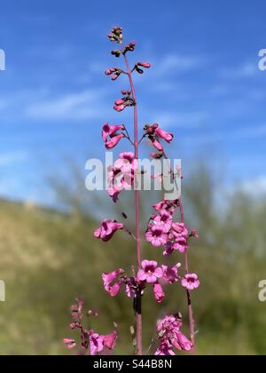 Pink Desert Pensteman, Parry’s Bardtongue, hellblauer Himmel, flauschige Wolken Hintergrund, Phoenix, AZ Stockfoto