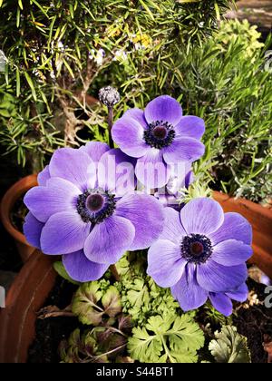 Anemone coronaria, lila Frühlingsblumen in einem Garten, Großbritannien Stockfoto