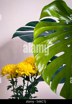 Gelbe Chrysanthemen-Blütenpflanze neben frisch entfalteten, großen, hellgrünen Monstera deliciosa-Blättern an der weißen Wand. Zimmerpflanzen. Lebendige Farben. Stockfoto