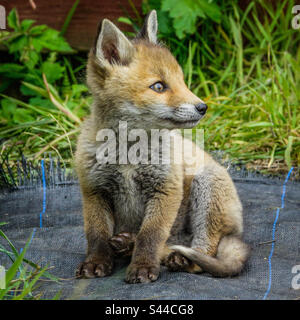 Urban Foxes - Jungfüchse spielen in einem Vorstadtgarten in Clarkston, Schottland Stockfoto