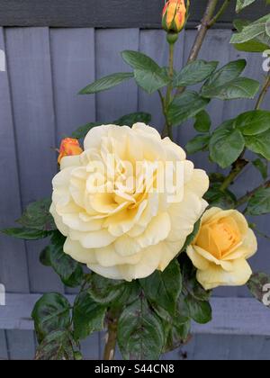 Wunderschöner gelber Rosenbusch mit einer großen Blume, Blättern und Knospen mit grauem Zaun dahinter. Stockfoto