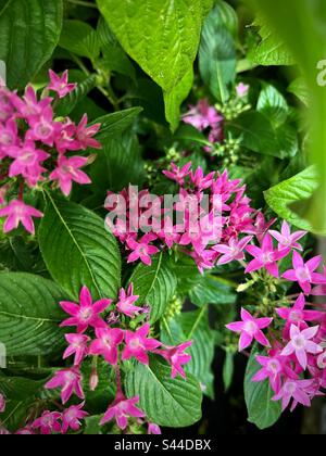 Nahaufnahme kleiner lila tropischer Blumen. Foto wurde im Mai 2023 in Guadeloupe aufgenommen Stockfoto