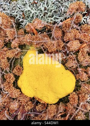 Gelber Schleim und gefallene Buchenblumen im Frühling auf einem Baumstumpf im New Forest National Park Stockfoto