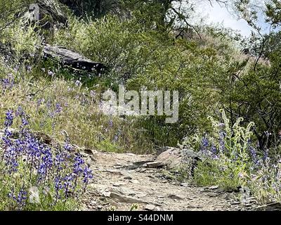 Phoenix Mountains Preserve Trail im Frühling, Lupinen gesäumter Pfad, Wildblumen, Sonoran Wüste, Arizona Stockfoto