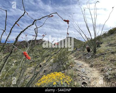 Phoenix Mountains Preserve Trail im Frühling, brüchige Büsche gesäumt Trail, rot blühende Ocotillo Kakteen, Wildblumen, Sonora Wüste, Arizona Stockfoto