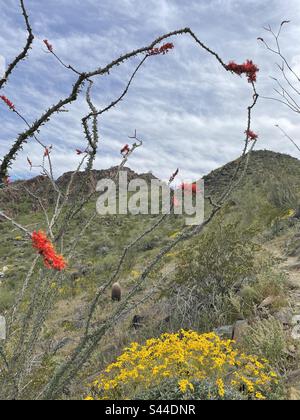 Phoenix Mountains Preserve Trail im Frühling, brüchige Büsche gesäumt Trail, rot blühende Ocotillo Kakteen, Wildblumen, Sonora Wüste, Arizona Stockfoto