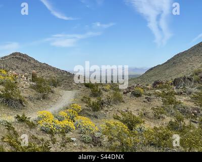 Phoenix Mountains Preserve Trail im Frühling, brüchige Büsche bedecken felsige Hänge, brillantes Gelb inmitten zerklüfteter Felsen, Wildblumen, Sonoran Wüste, hellblauer Himmel, weiche Wolken, Arizona Stockfoto