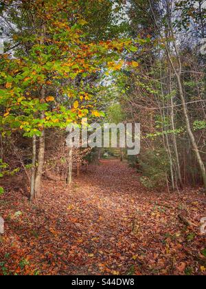 Pfad zum herbstfarbenen Wald mit trockenen Blättern im Süden Münchens. Stockfoto
