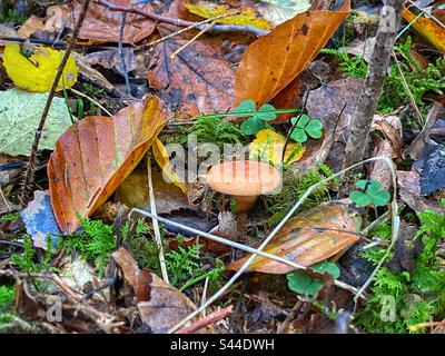 Nahaufnahme von Waldpilzen umgeben von Moos und Herbstblättern in einem Wald im Süden Münchens. Stockfoto