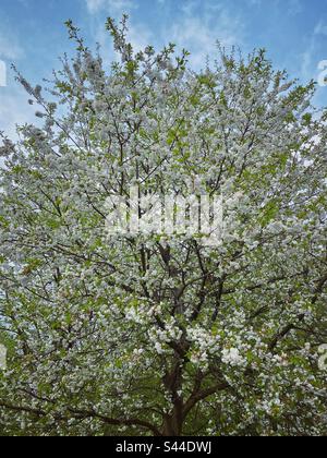Große Bäume blühen mit vielen weißen Blumen in München. Stockfoto