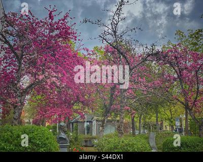 Kirschbäume blühen in verschiedenen leuchtenden Rosa-Tönen in einem Wohngebiet im Süden Münchens. Stockfoto