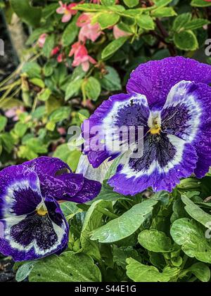 Blick aus einem hohen Winkel auf zwei violette Pansien mit rosafarbenen, blühenden Pflanzen im Hintergrund. Stockfoto