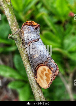 Muschelspitze (Phalera bucephala) Stockfoto