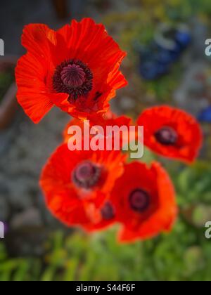 Roter orientalischer Mohn (Papaver sp.) Ende Mai blüht er. Stockfoto