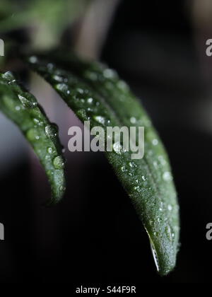 Tröpfchen auf Tomatensamen Stockfoto