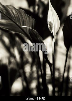 Monochrome Nahaufnahme der Blume der Friedenslilie, auch bekannt als Spathiphyllum wallisii. Selektiver Fokus. Konzentrieren Sie sich auf den Vordergrund. Stockfoto