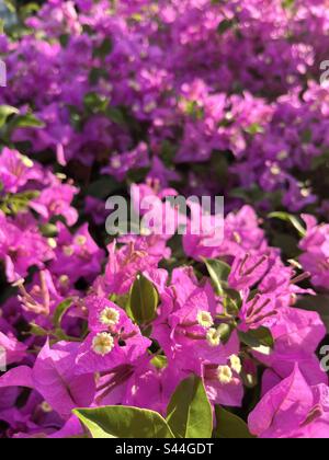 Rosa lila Bougainvillea-Blumen Stockfoto