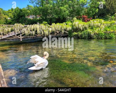 Swan putzt seine Federn am Fluss Itchen bei den Weirs in Winchester Hampshire, Vereinigtes Königreich Stockfoto