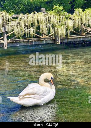 Schwan im Frühling auf dem Fluss Itchen bei den Weirs in Winchester Hampshire, Großbritannien Stockfoto