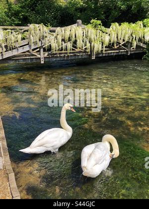 Schwäne im Frühling auf dem Fluss Itchen bei den Weirs in Winchester Hampshire, Großbritannien Stockfoto