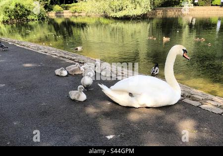 Ein Schwan und seine jungen Cygnets am See im Ropner Park, Stockton on Tees, England, Vereinigtes Königreich Stockfoto